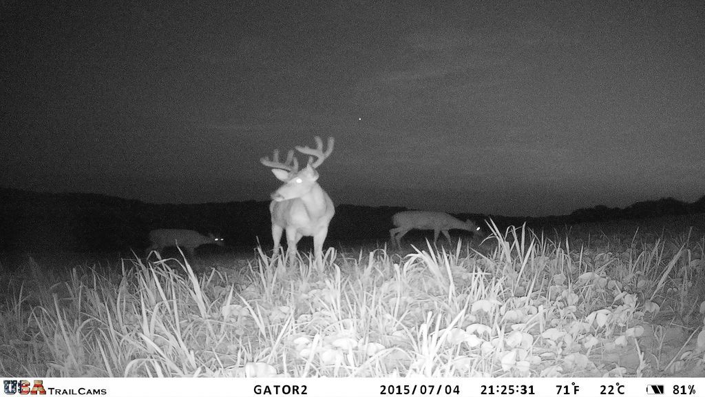 First cam check in Iowa Deer Hunting InDepth Outdoors